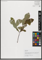 Foto von Salix hastata L.